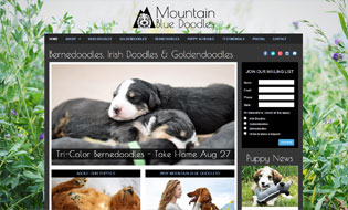 Irish Doodles and Goldendoodles by Mountain Blue Doodles in Utah  Breeder of Irish Doodles and Goldendoodle Puppies