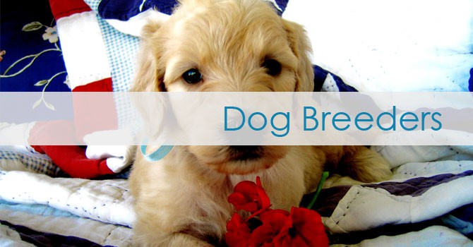 dog breeder websites